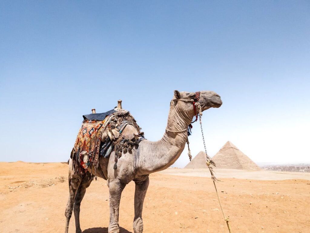 pexels photo 31898841.jpeg